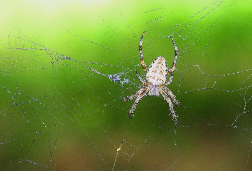 Araneus diadematus; Larinioides sp.